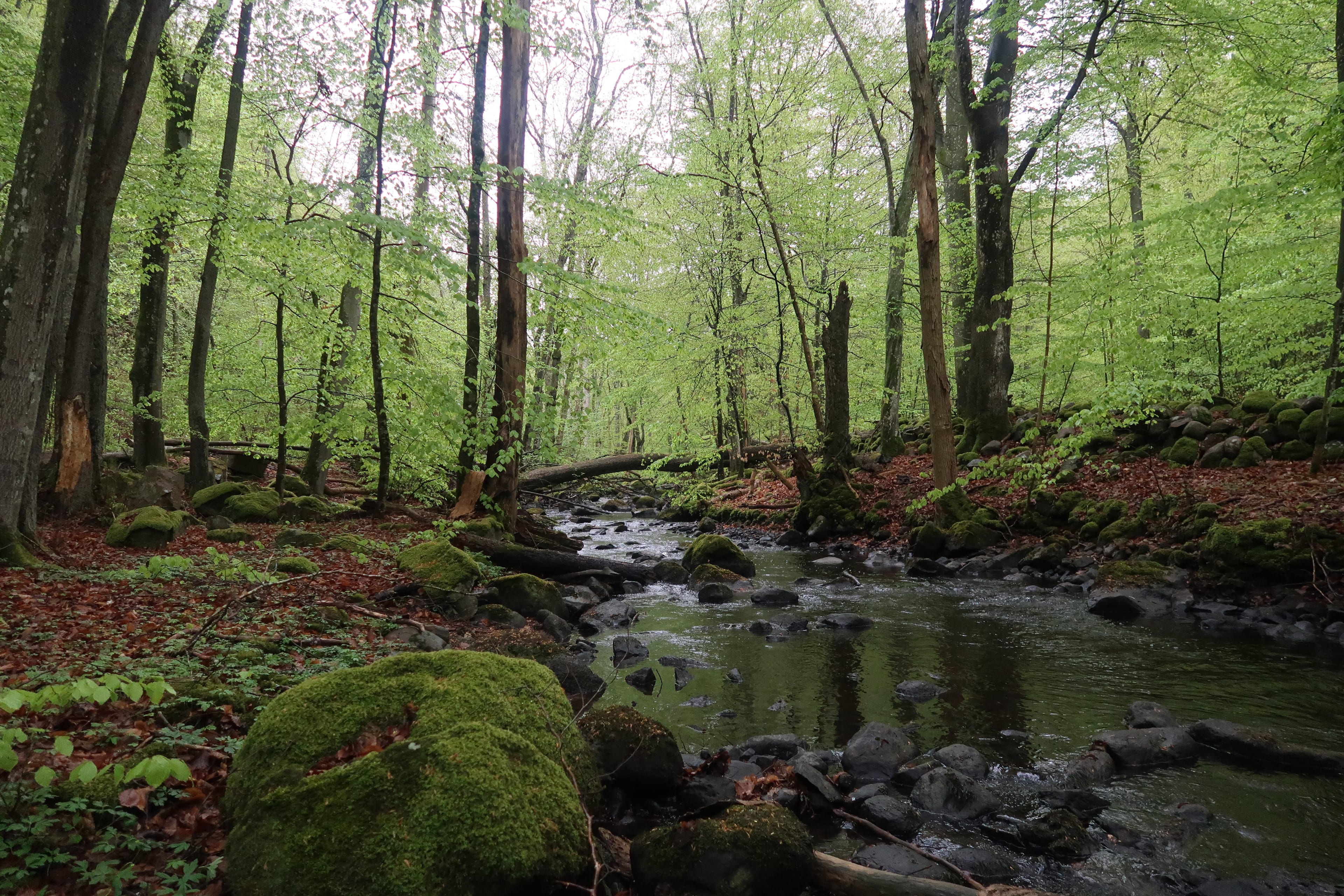 Picture of A cycling adventure through Söderåsens Nationalpark